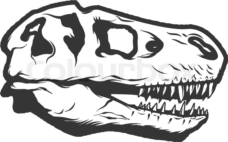 800x498 T Rex Dinosaur Skull Isolated On White Background. Images For Logo