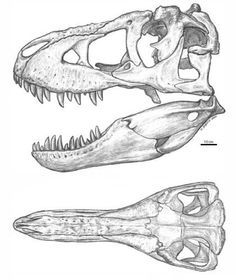 236x280 Teyujagua Skull Drawing (Right Lateral View). Dinosaur Drawings