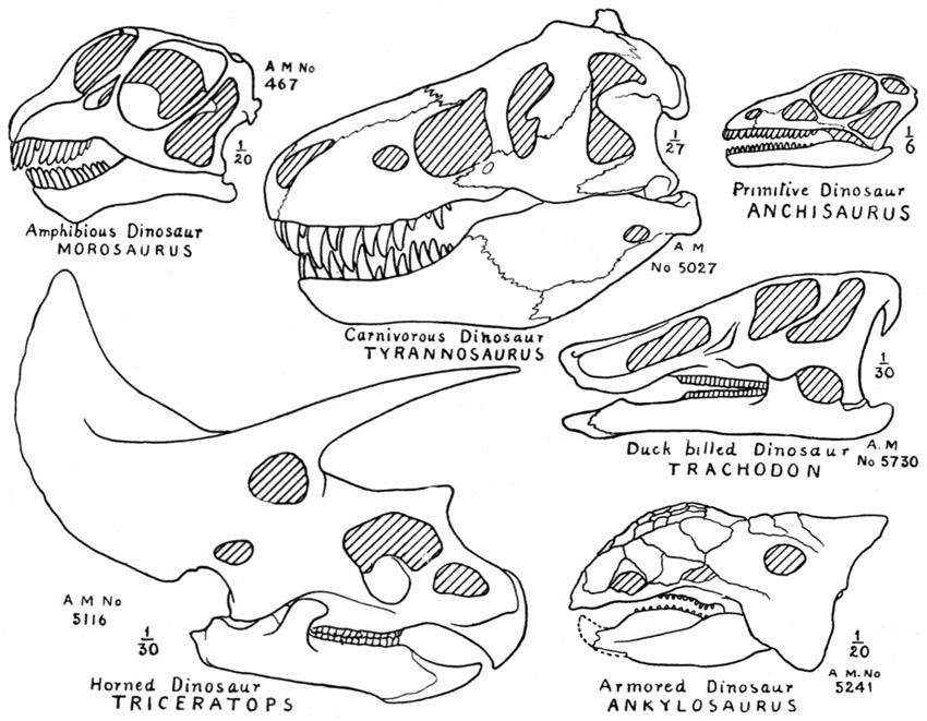 Dinosaur Skull Drawing at GetDrawings | Free download