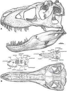 236x321 Tyrannosaurus Torvosaurus Skull Comparisions Dinosauricon T(0