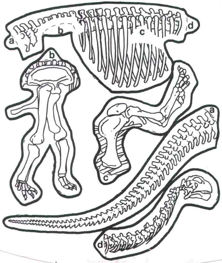 715x847 Dinosaur Pasta Skeletons