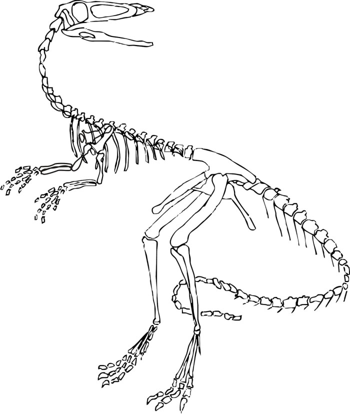 700x828 Dinosaur Skeleton Coloring Page Free Download