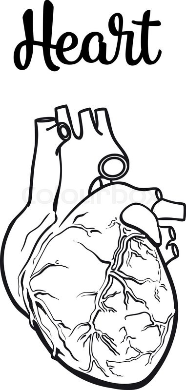 381x800 Anatomical Human Heart, Vector Sketch Hand Drawn Illustration