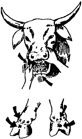 276x465 Animal Disease Control And Treatment Diseases Of Ruminants