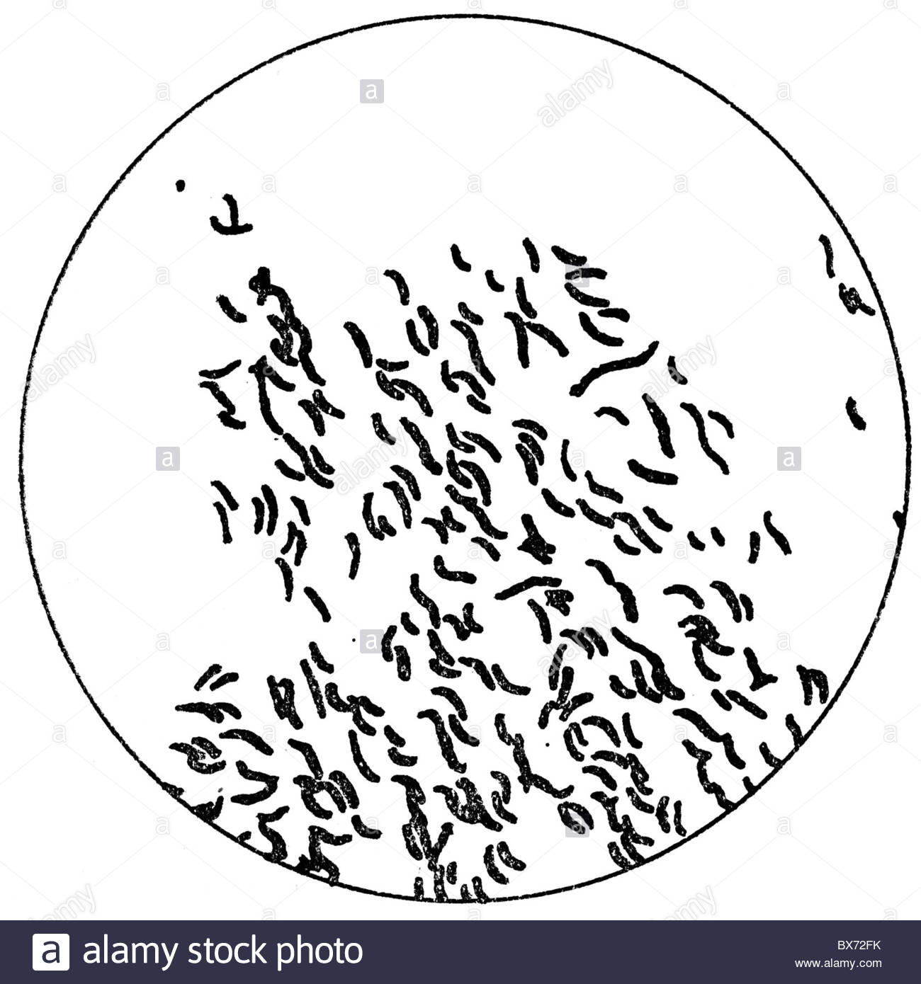 1300x1390 Medicine, Diseases, Cholera Vibrio, 500 Times Enlarged, Drawing