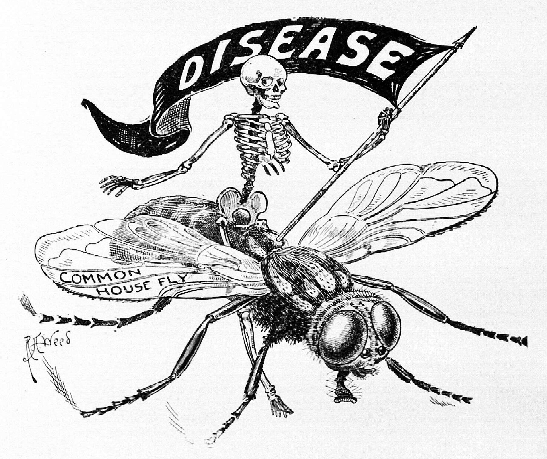 1805x1515 Cartoon Illustrating House Fly Carrying Disease.