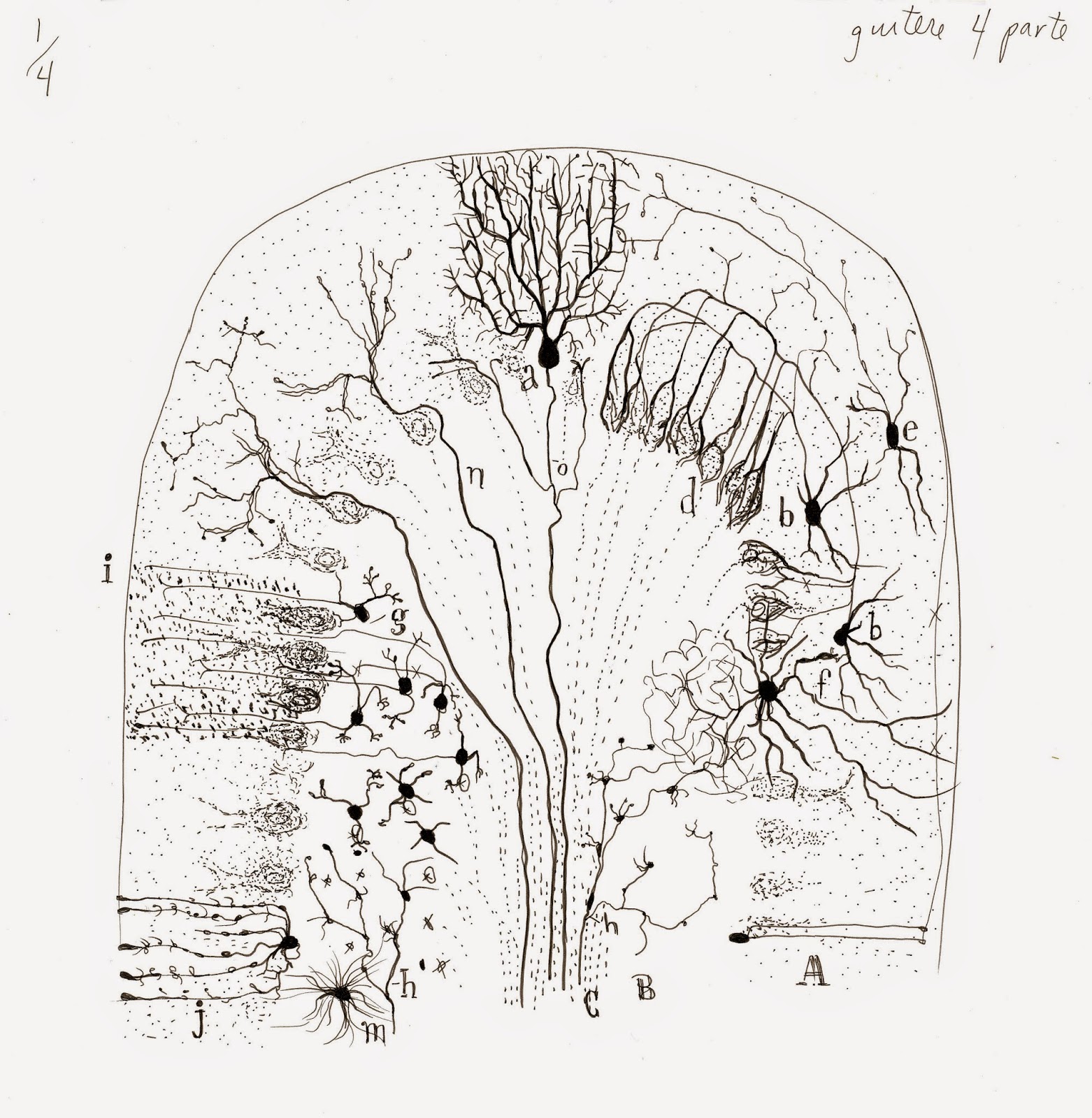 1562x1600 Dawn Hunter, Studio Currents At The Nih Drawing Cajal's Drawings!