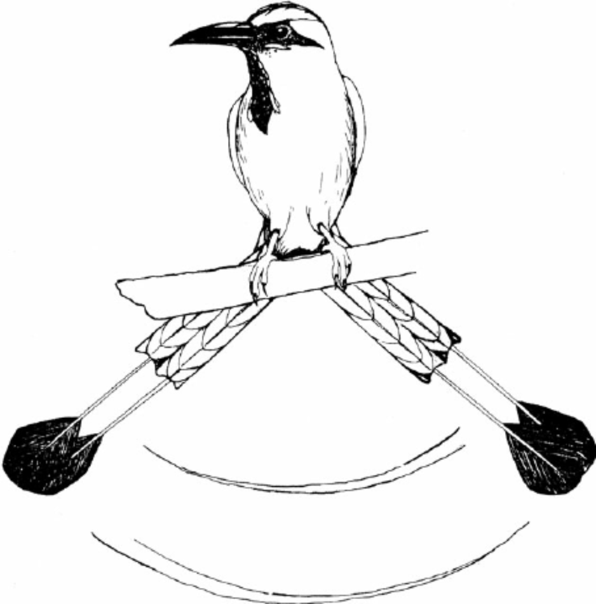 850x861 Display Of The Racket Tipped Tail Of The Turquoise Browed Motmot.