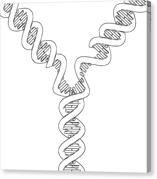 546x622 Dna Double Helix Canvas Prints Fine Art America
