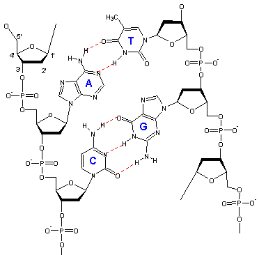 372x366 Experiment 4. Thermodynamics Of Dna. Introduction