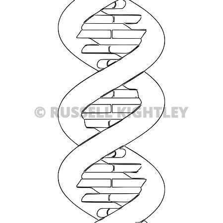 Dna Double Helix Drawing at GetDrawings | Free download