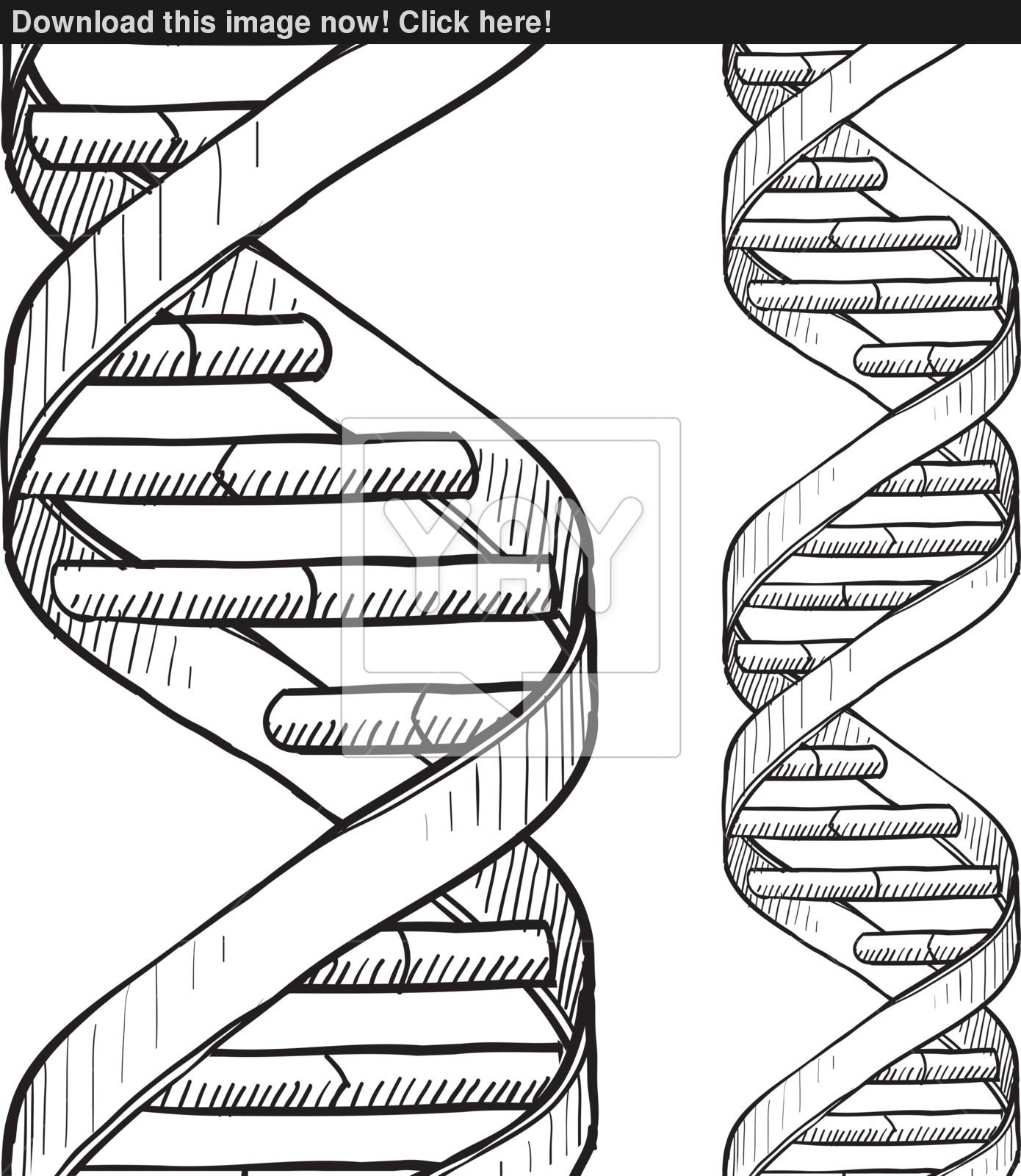 1390x1600 Seamless Dna Double Helix Sketch Vector