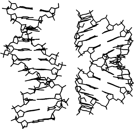 467x450 Structures Of The B A Form Of The Dna Double Helix (Left