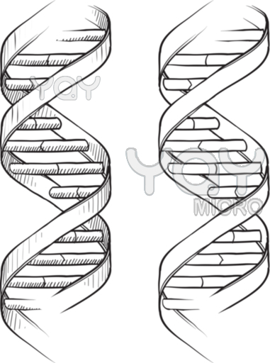 381x512 Dna Double Helix Hennatattoos Tattoo, Dna Tattoo