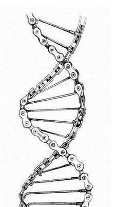 224x403 Bike Chain Dna Jimmy's Tattoo Bike Chain, Tattoo