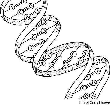 367x352 Dna Define Dna