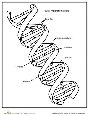 301x390 Dna Worksheet