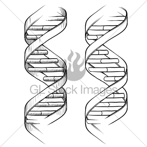 500x500 Dna Double Helix Sketch Gl Stock Images