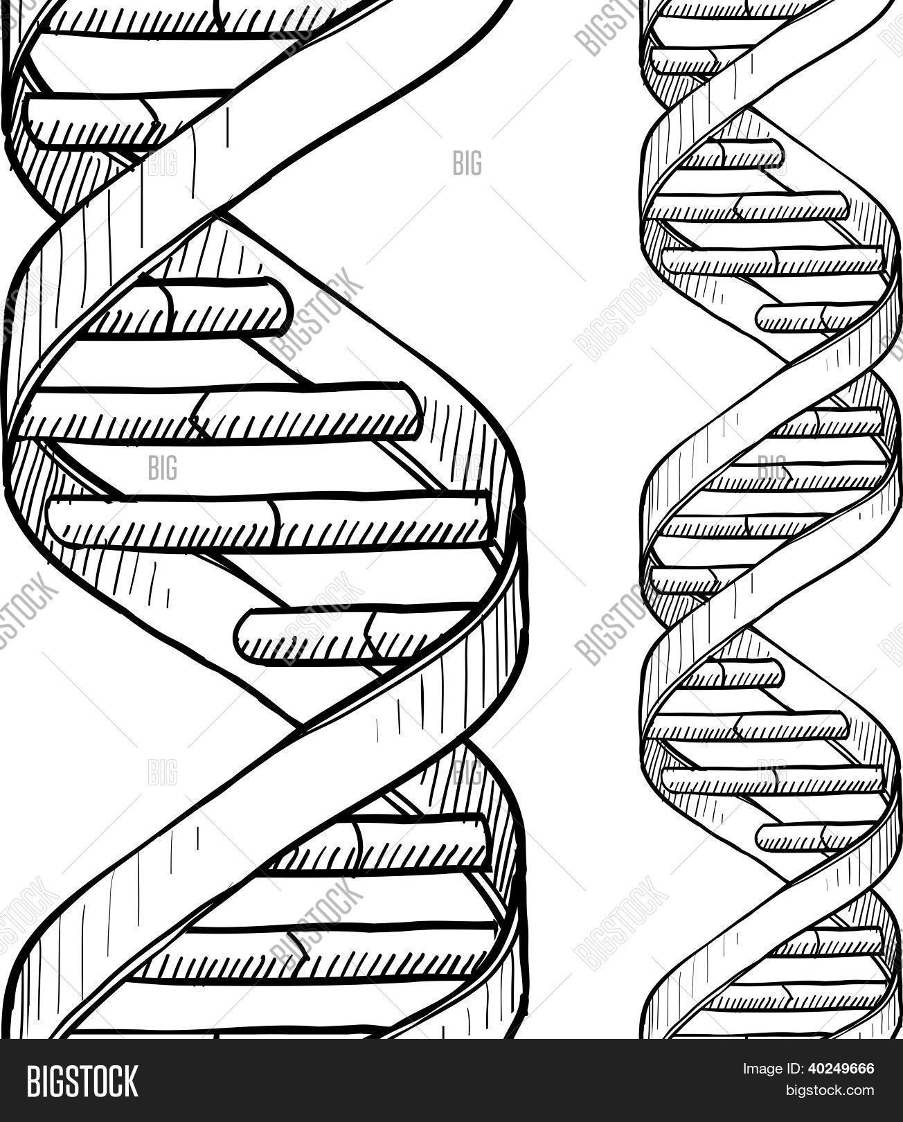 1304x1620 Seamless Dna Double Helix Vector Amp Photo Bigstock