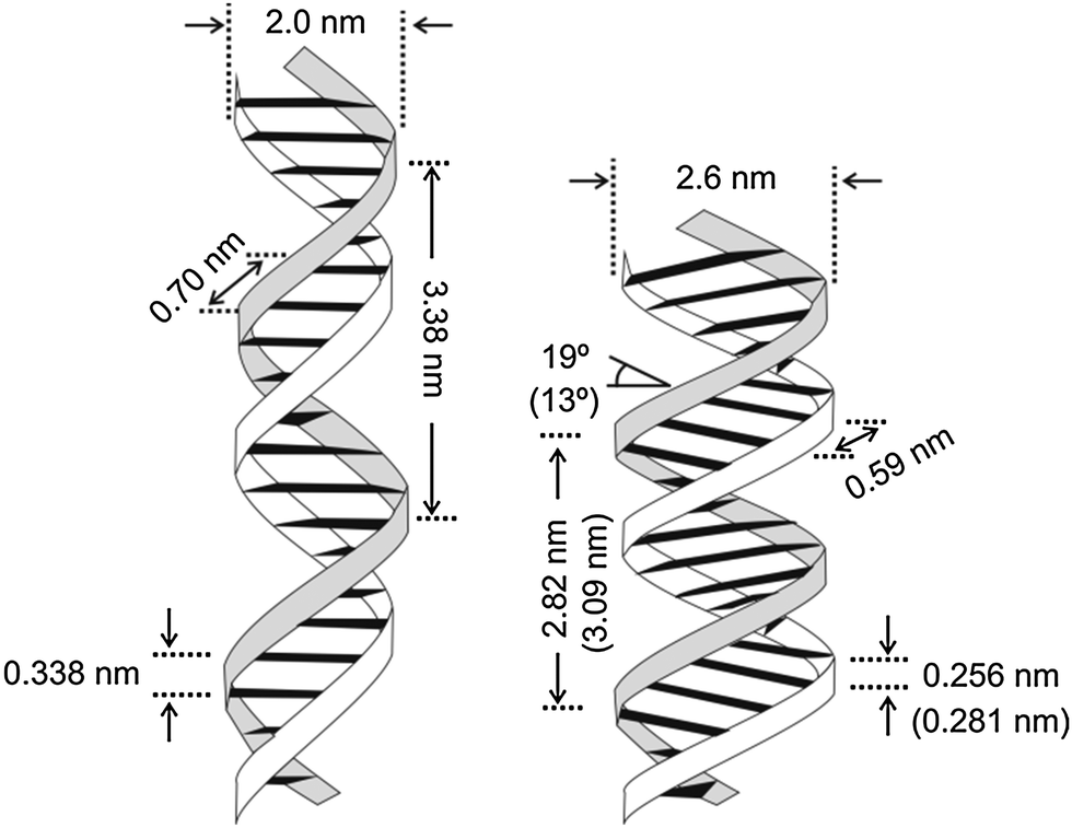 980x757 Single Molecule Portrait Of Dna And Rna Double Helices
