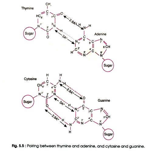 520x497 Watson And Crick's Model Of Double Helix Of Dna Biochemistry