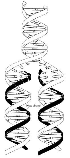 246x555 Dna Replication How Dna Makes Copies Of Itself
