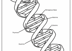 Dna Drawing Labeled at GetDrawings | Free download