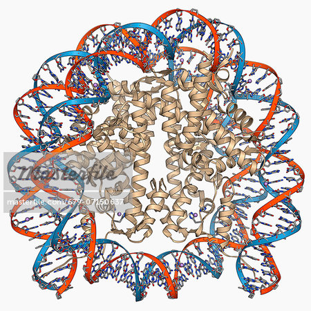450x450 Nucleosome, Molecular Model. A Nucleosome Is A Subunit