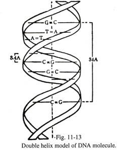 238x299 Research Paper On Human Genetics (10031 Words)