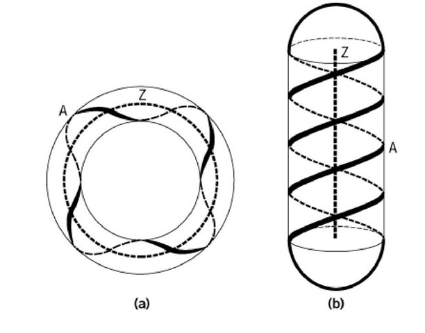 612x480 Supercoiling Of Dna (Molecular Biology)