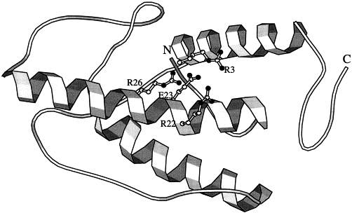 502x304 Three Dimensional Structural Views Of Damaged Dna Recognition T4