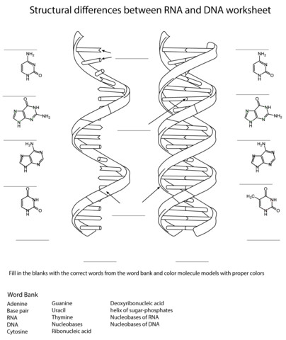 404x480 Dna Worksheet