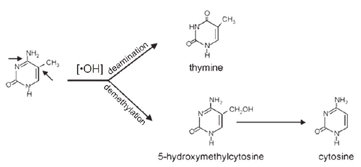735x340 Formation Of Thymine And Cytosine In The Reaction Of M 5 C In Dna