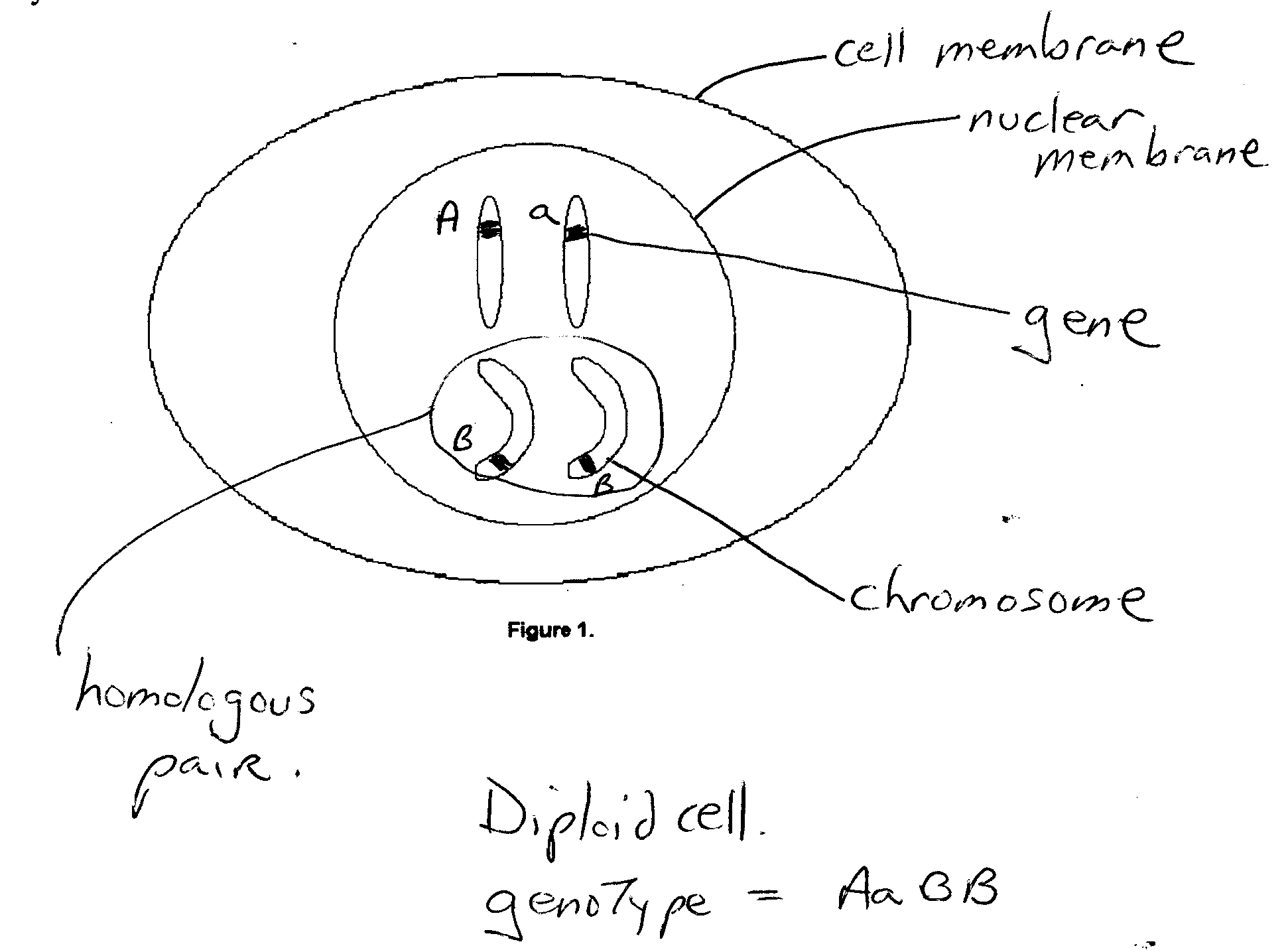 1942x1432 Sc 290 Human Genetics