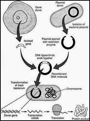 378x511 Steps In Recombinant Technology English