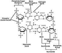 206x177 Teacherplus Archive Back To Basics The Structure Of Dna