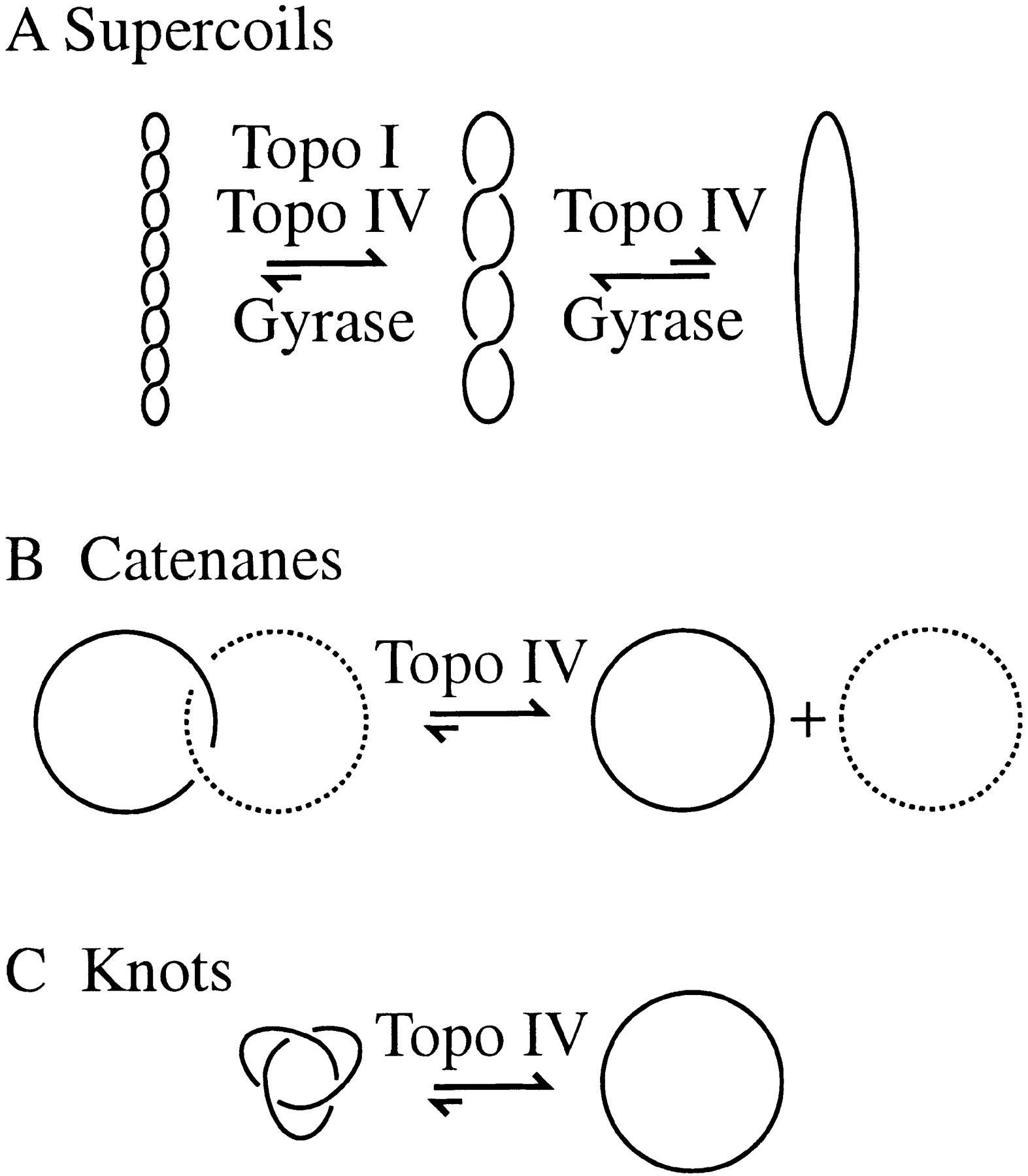 1573x1800 Topoisomerase Iv, Alone, Unknots Dna In E. Coli