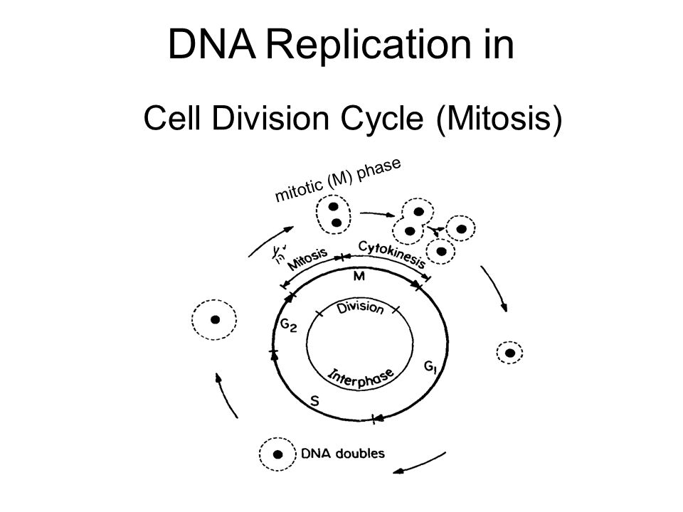 960x720 Basics Of Molecular Biology