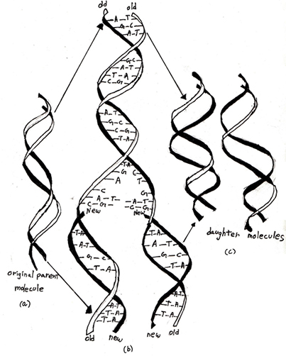 Dna Molecule Drawing at GetDrawings | Free download