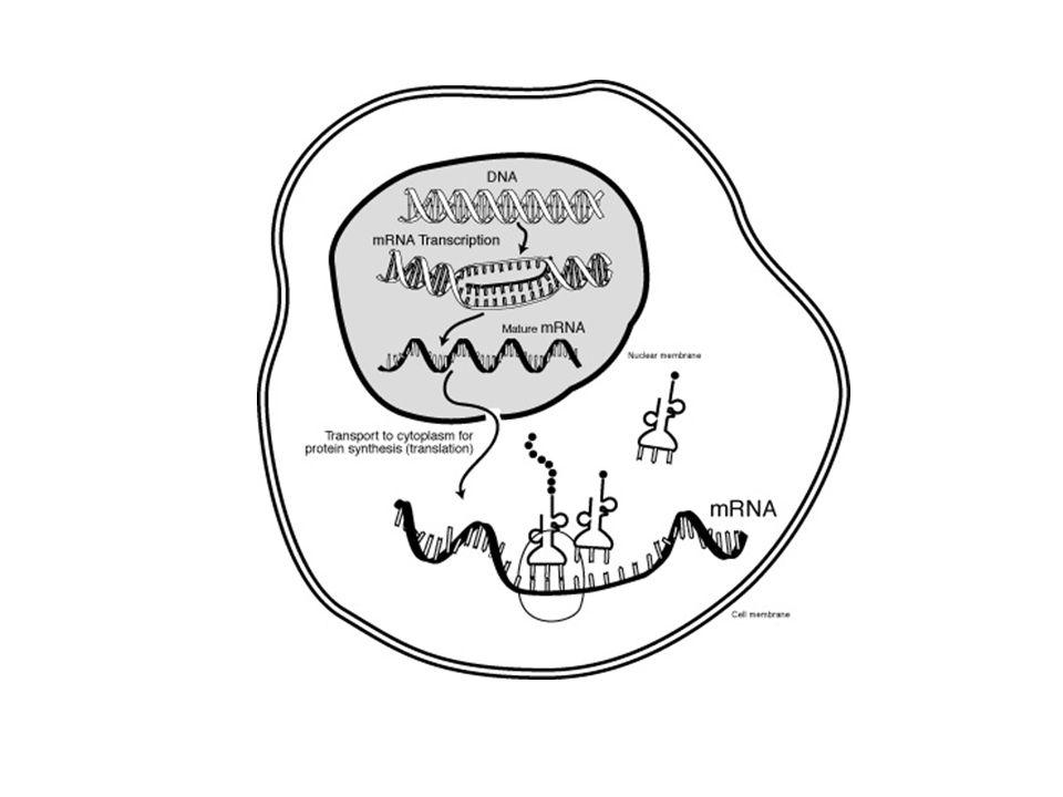 960x720 Protein Synthesis. The Dna Code The Order Of Bases Along The Dna