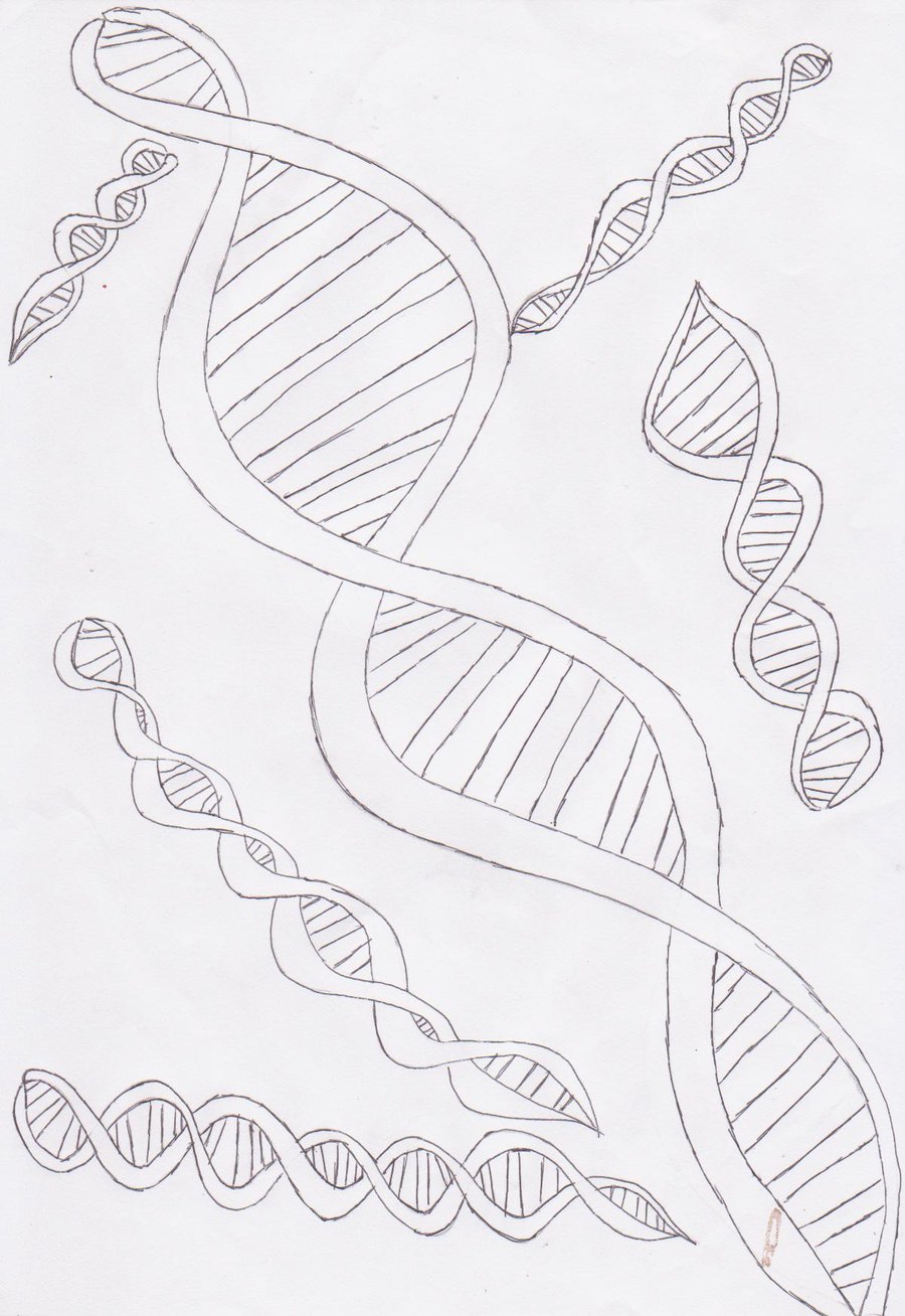 900x1308 Simple Dna Strand Drawing