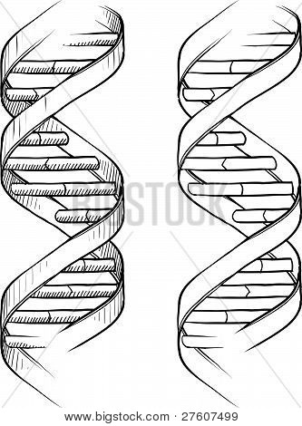 333x470 Stock Photo Of Dna Twofold Helix Sketch, Royalty Free Images