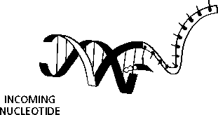 311x164 The Nature Of Replication