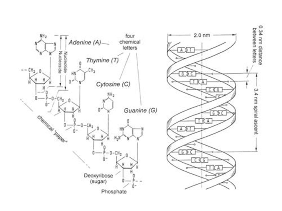 The best free Replication drawing images. Download from 65 free ...