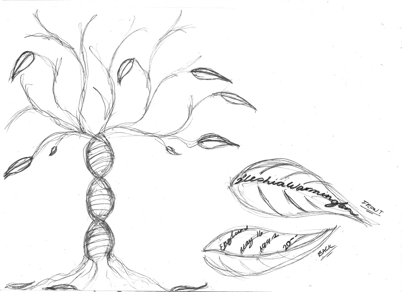 1600x1163 Dna Tree Idea