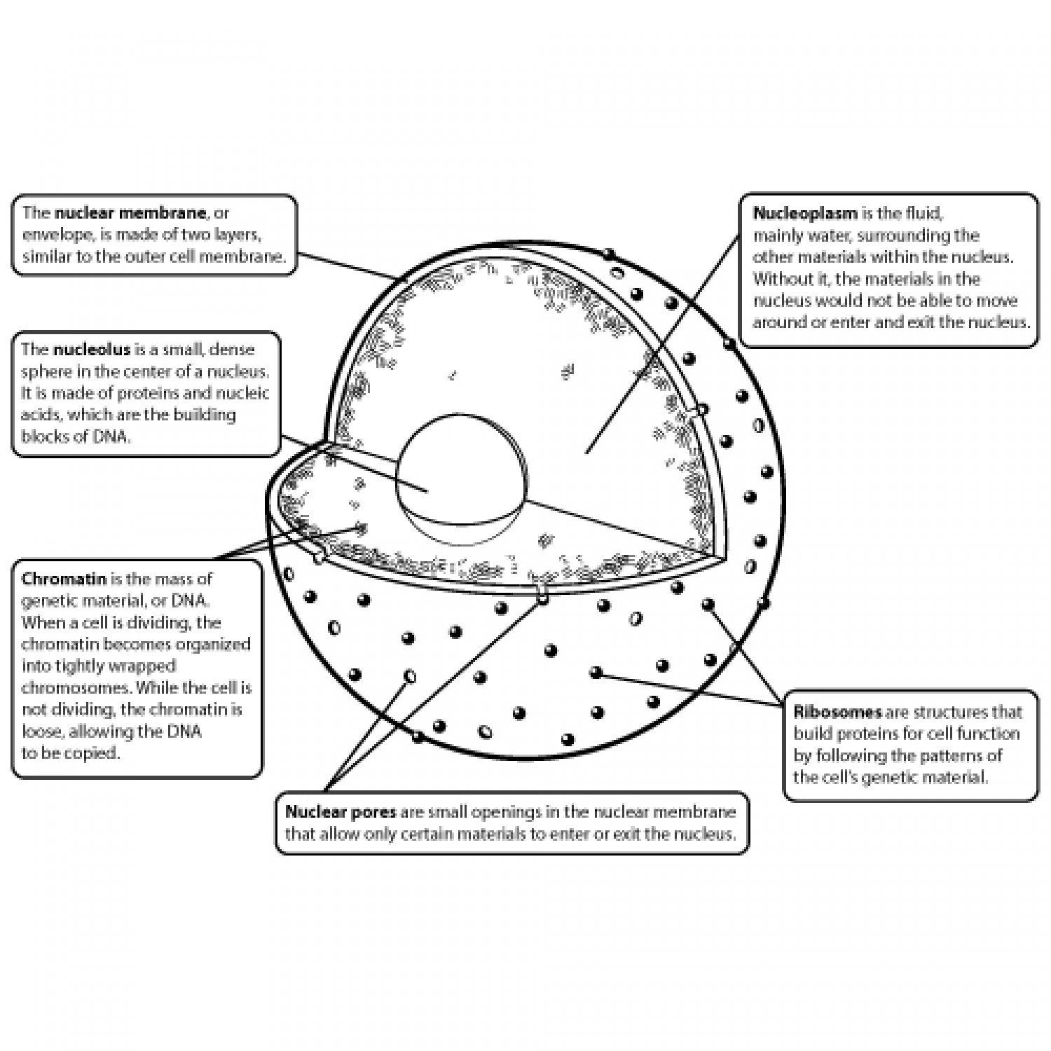 1500x1500 Drawing Of A Nucleus Structure Of A Plant Cell