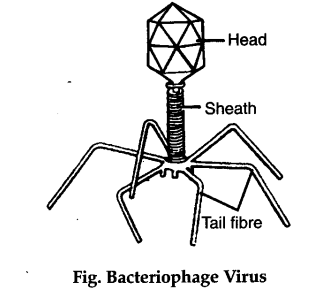 333x298 Give An Account Of Structure And Life Cycle Of Bacteriophage