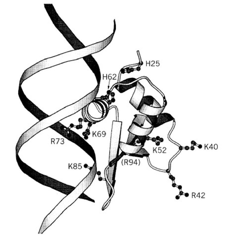 471x480 Histones (Molecular Biology)