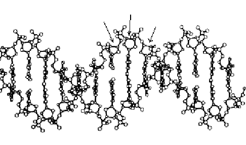 486x288 Part Of Dna Structure With Indicated Positions Of Some Of O 5c