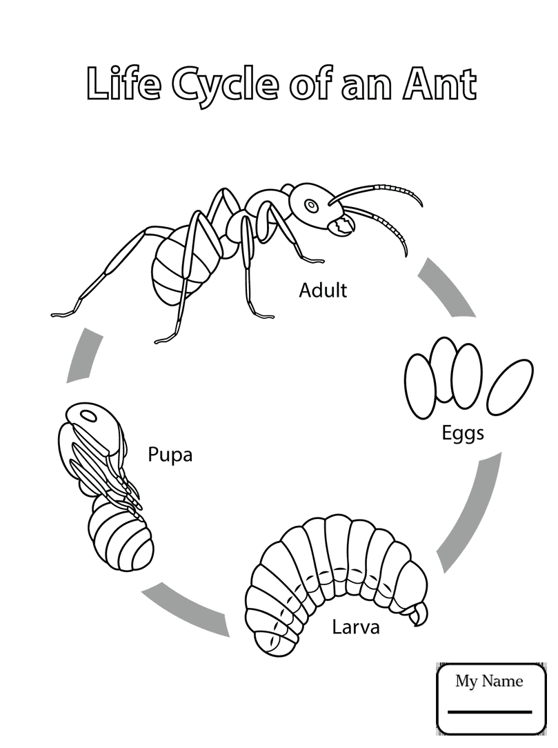 809x1084 Coloring Pages For Kids Dna Chemical Structure Biology Science